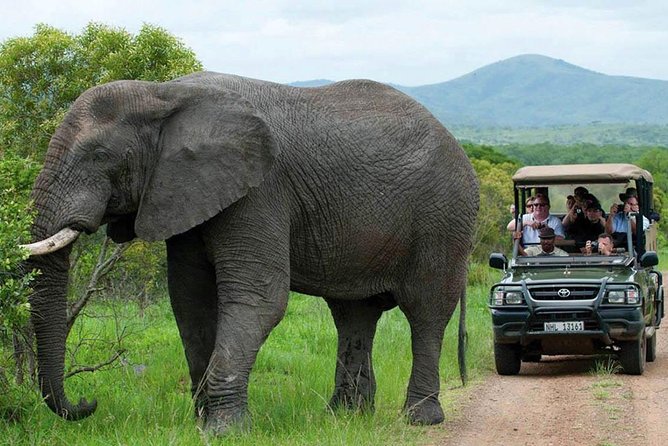 All Inclusive 3 Day Kruger Safari Adventure From Johannesburg - Why the Big Five Mentions Matter, and How Guides Make the Difference