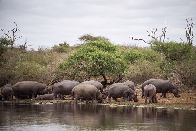 All inclusive BIG 5 Kruger 2 Day Safari from Johannesburg - Why this Kruger 2-day Big Five trip makes sense from Johannesburg