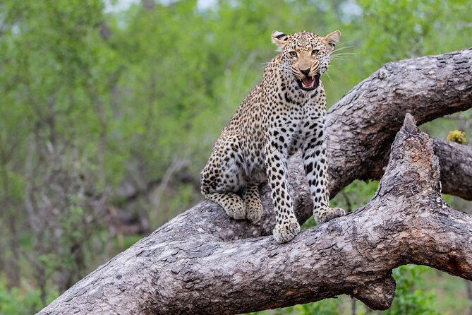 All inclusive BIG 5 Kruger 2 Day Safari from Johannesburg - Day 1: the first Kruger drive around 2 pm, built for waterhole action