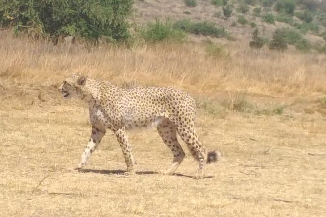Ann van Dyk Cheetah Centre - Key things to know before you go