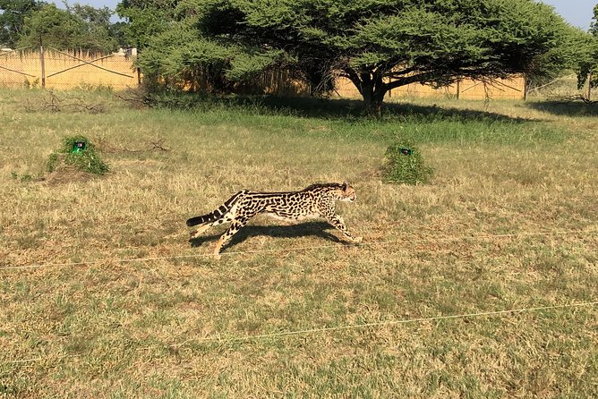 Ann Van Dyk Cheetah Centre Tour from Johannesburg or Pretoria - Fastest Cat, Real Conservation, Practical Morning Timing