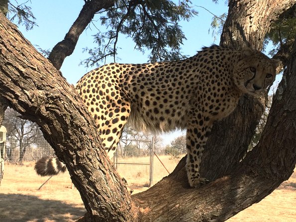 Ann Van Dyk Cheetah Centre Tour from Johannesburg or Pretoria - The Open-Top Game Drive: Spotting Wild Dogs and Vultures