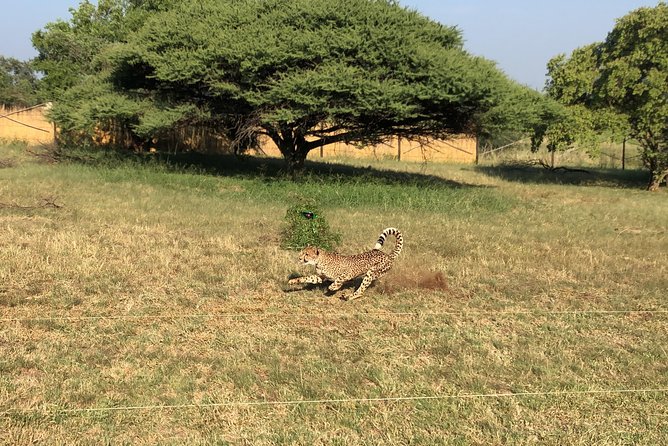 Ann Van Dyk Cheetah Centre Tour from Johannesburg or Pretoria - Price and Value: Does $192.53 Make Sense?
