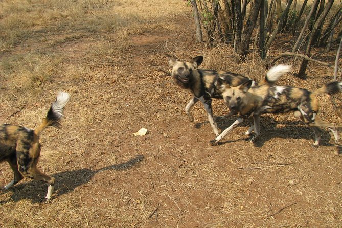 Ann Van Dyk Cheetah Centre Tour from Johannesburg or Pretoria - Guide Style Makes the Difference, Especially with Predators
