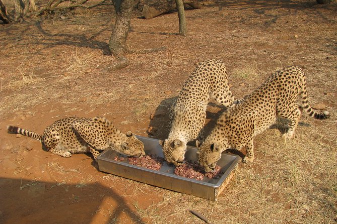 Ann Van Dyk Cheetah Centre Tour from Johannesburg or Pretoria - Photos and Practical Tips for Your 3-Hour Window