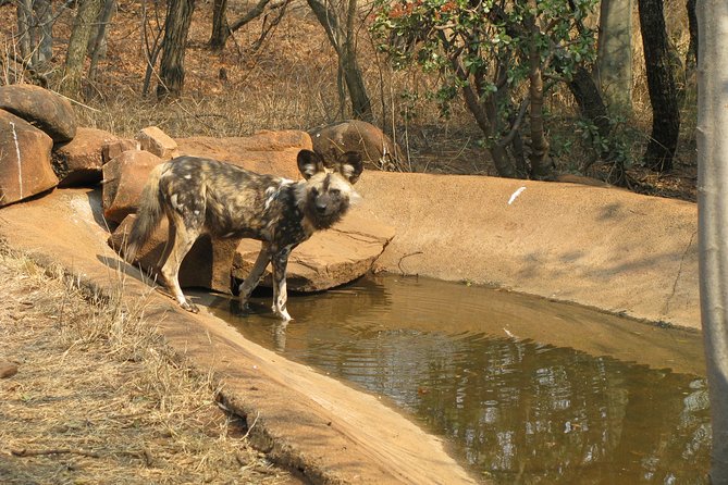 Ann Van Dyk Cheetah Centre Tour from Johannesburg or Pretoria - Price and Value: What Your $225.67 Covers