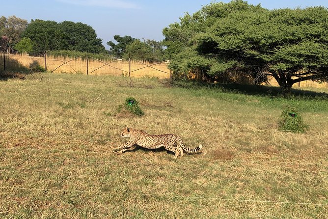 Ann Van Dyk Cheetah Centre Tour from Johannesburg or Pretoria - What Happens Inside the Centre Tour