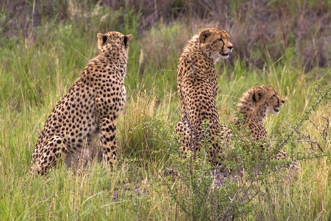 Ann van Dyk Cheetah Centre - Why a guided cheetah visit beats going solo
