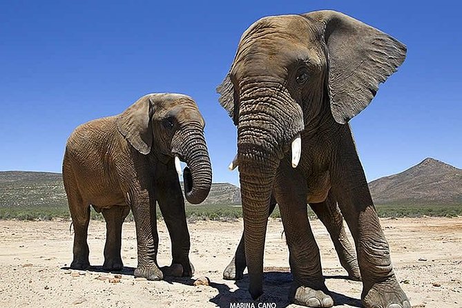 Aquila Day Safari - with transport - Lunch at Aquila and the smart use of your downtime