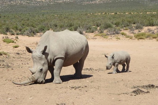Aquila Day Safari - with transport - Who this safari day suits best