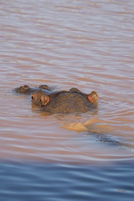 Aquila Game Reserve: Afternoon Safari - Buffet lunch at 12:30, why it’s more than just a meal