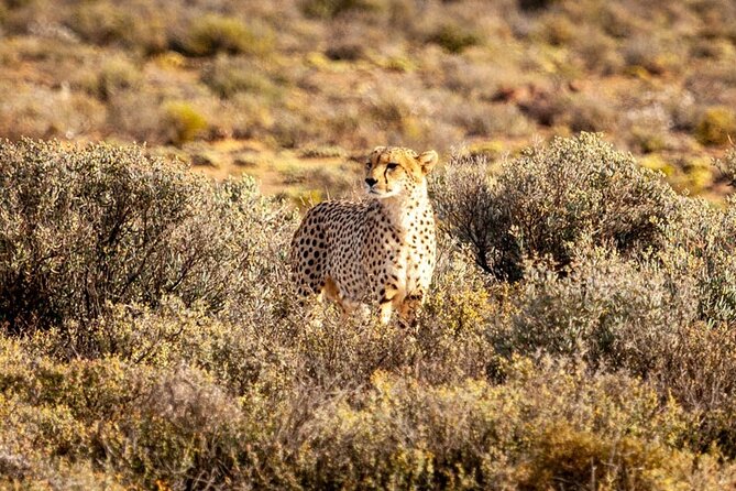 Aquila Game Reserve Big 5 Safari with Wine Tasting and Lunch - Key Highlights Before You Go