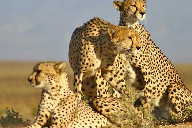Aquila Game Reserve Big 5 Safari with Wine Tasting and Lunch - Entering Aquila Private Game Reserve: Open-Air Game Drive Time