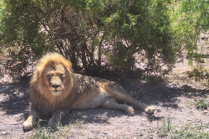 Aquila Game Reserve Big 5 Safari with Wine Tasting and Lunch - Price and Value: What $131.98 Really Means on This Safari Day