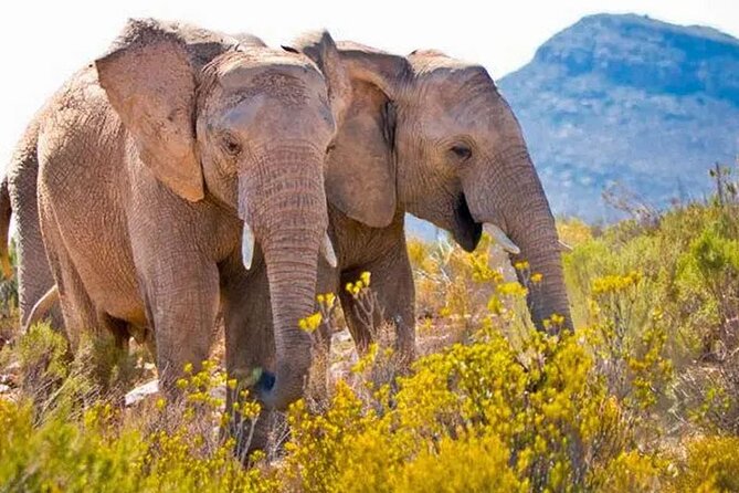 Aquila Game Reserve Big 5 Safari with Wine Tasting and Lunch - Fairview Wine Tasting and Cheese in Paarl: A Breather Before the Safari