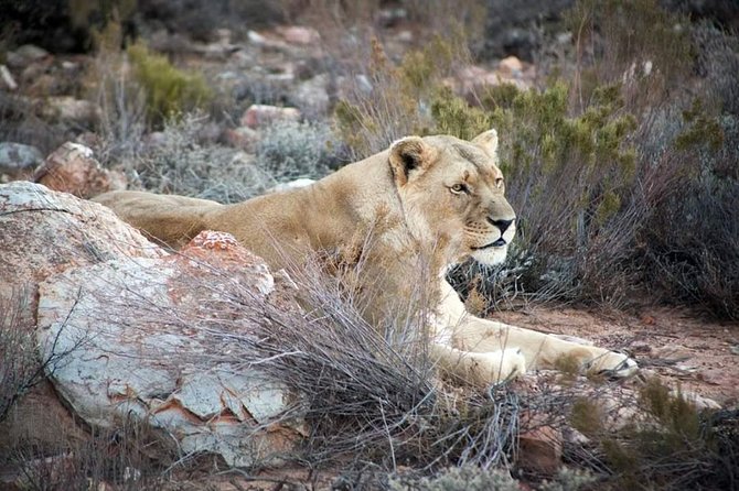 Aquila Game Reserve Cape Town Safari - Key highlights at a glance