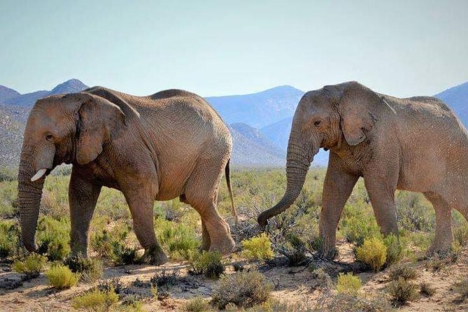 Aquila Game Reserve Cape Town Safari - Why morning and dusk tours can make or break your sightings