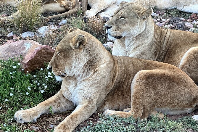 Aquila Game Reserve Safari with Park Fees, Transport & Lunch - Aquila Safari Day Trip From Cape Town, Built for Easy Transportation