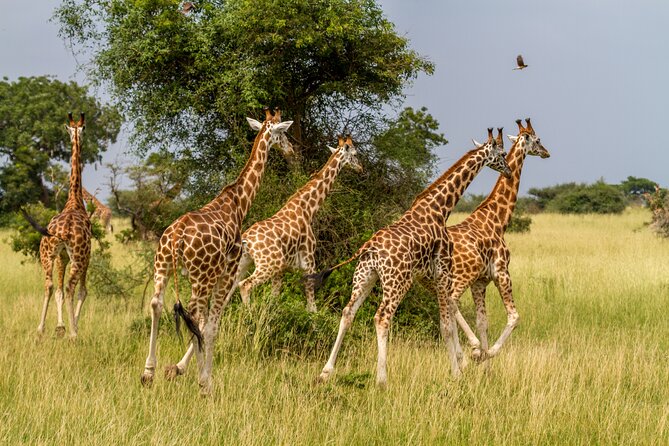 Aquila Game Reserve Safari with Park Fees, Transport & Lunch - The 3-Hour Open Safari Drive, Where Photos and Patience Pay Off