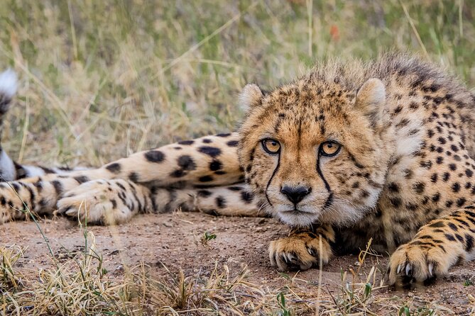 Aquila Game Reserve Safari with Park Fees, Transport & Lunch - Why the Guides Make or Break the Day (Ray, Josh, James, Ebby, Collen)