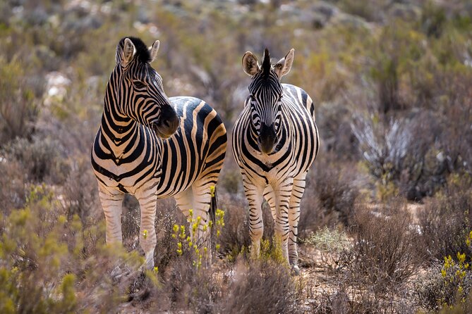 Aquila Game Reserve Safari with Park Fees, Transport & Lunch - Price and Value: What You Get for $238.11