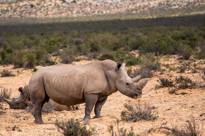 Aquila Game Reserve Safari with Park Fees, Transport & Lunch - Who Should Book This Aquila Safari Day Trip