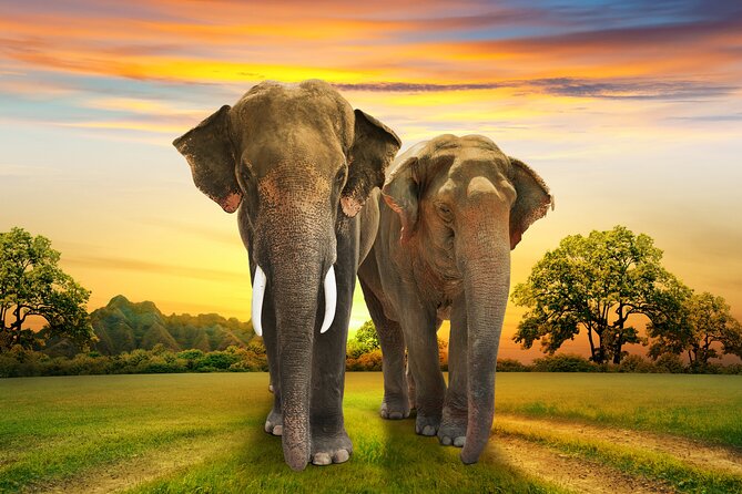 Aquila Game Reserve Safari with Park Fees, Transport & Lunch - Should You Book This Tour?