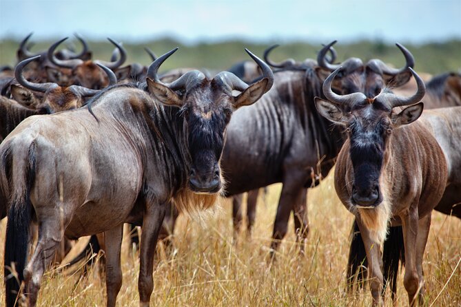 Aquila Game Reserve Safari with Park Fees, Transport & Lunch - Welcome Drink and Buffet Lunch at Aquila, Done Without Awkward Timing
