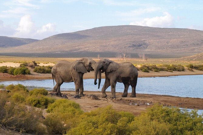 Aquila Game Reserve Safari with wine tasting, Transport & Lunch - Key highlights to know before you go