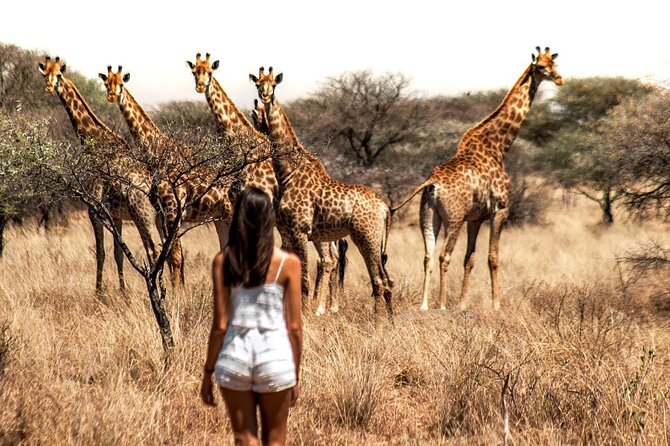 Aquila Game Reserve Safari with wine tasting, Transport & Lunch - Cape Town transport and timing: how the 8 hours usually feel