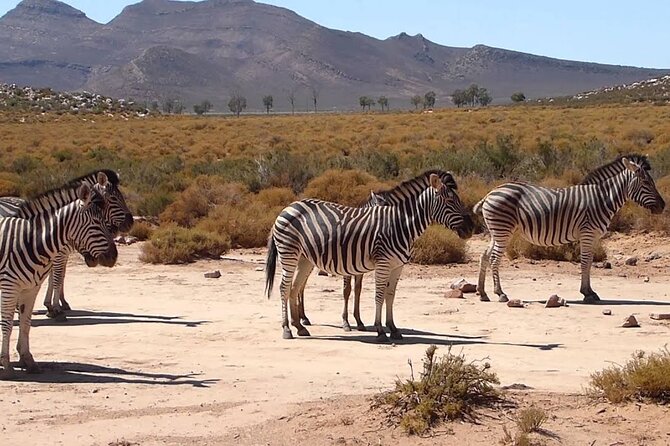 Aquila Game Reserve Safari with wine tasting, Transport & Lunch - Price and value: $169.19 is the base, but Aquila costs extra