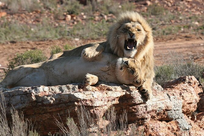 Aquila Game Reserve Safari with wine tasting, Transport & Lunch - Who this safari-and-wine day suits best