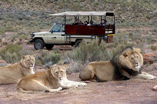 Aquila Game Reserve Safari with wine tasting, Transport & Lunch - Tips to get more out of the day