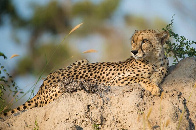 Aquila Game Reserve Safari with wine tasting, Transport & Lunch - Should you book Aquila Private Game Reserve with wine tasting?