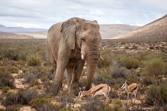 Aquila Game Reserve Safari with wine tasting, Transport & Lunch - Paarl wine tasting at Fairview, plus the wine and cheese pairing idea