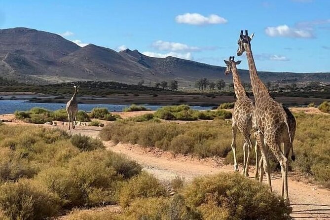 Aquila Game Reserve Sunset Safari - Game drive spotting tips that help your odds at golden hour