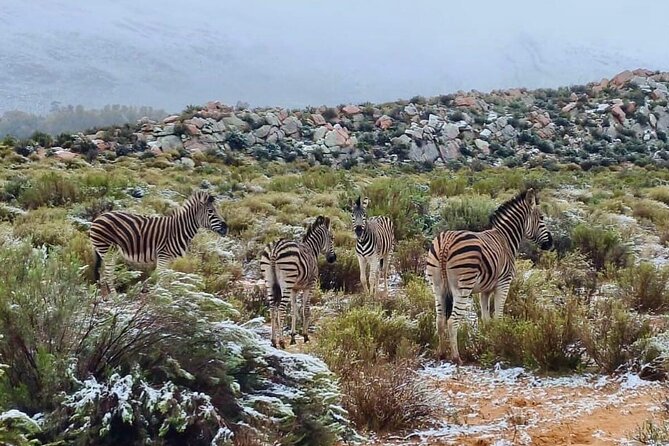 Aquila Game Reserve Sunset Safari - Price and value: $165 makes sense, but entrance fees are extra