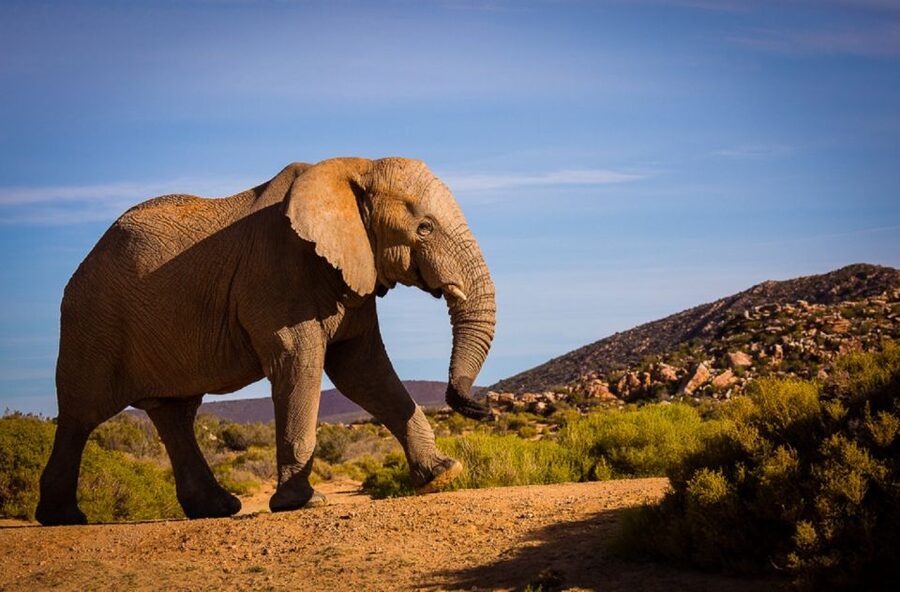 Aquila Private Game Reserve: Sunset Safari with Entry Fee - Key things to know before you go