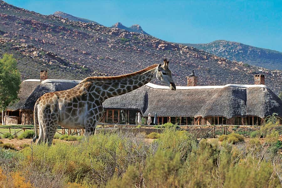 Aquila Reserve: Private Day Tour with Shared Game Drive - The Shared Open-Top 4x4 Game Drive, What You Actually Sign Up For