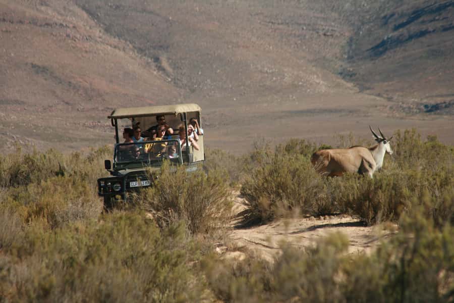 Aquila Reserve: Private Day Tour with Shared Game Drive - After the Safari, Bar Lounge, Pool Time, and Optional Spa