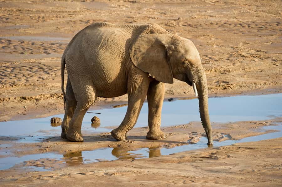 Aquila Reserve: Private Day Tour with Shared Game Drive - Price and Included Value at $308 per Person