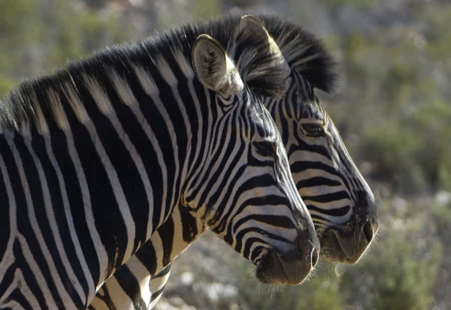 Aquila Reserve: Private Day Tour with Shared Game Drive - Should You Book Aquila Reserve With a Shared Game Drive?