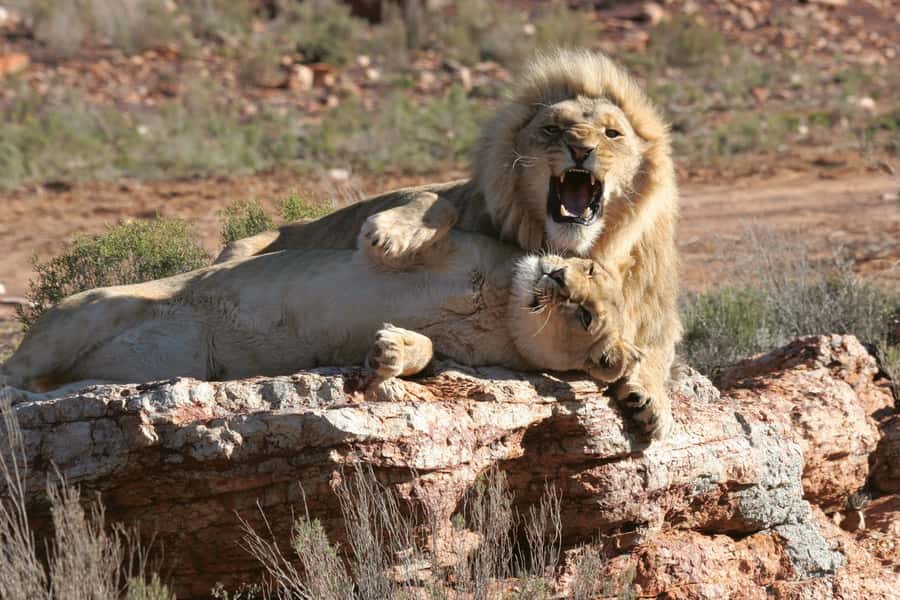 Aquila Reserve: Private Day Tour with Shared Game Drive - Welcome Drinks, Buffet Breakfast, and Halal or Vegetarian Options