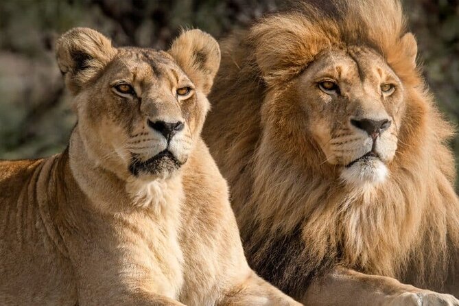 Aquila Reserve Safari with Lunch and Wine Tasting - From Cape Town pickup to Aquila, what the schedule really feels like