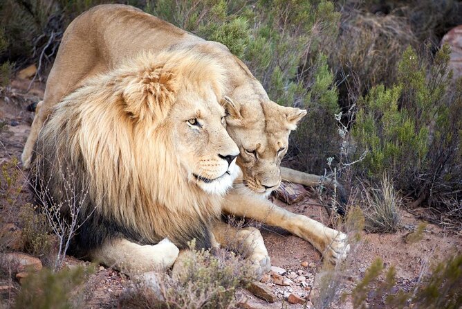 Aquila Reserve Safari with Lunch and Wine Tasting - The open-air game drive: how you get the most from 2 to 3 hours