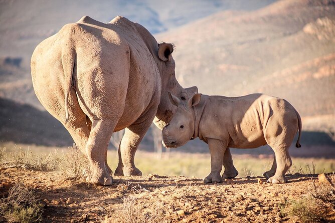 Aquila Reserve Safari with Lunch and Wine Tasting - Who should book this Aquila safari with wine tasting?