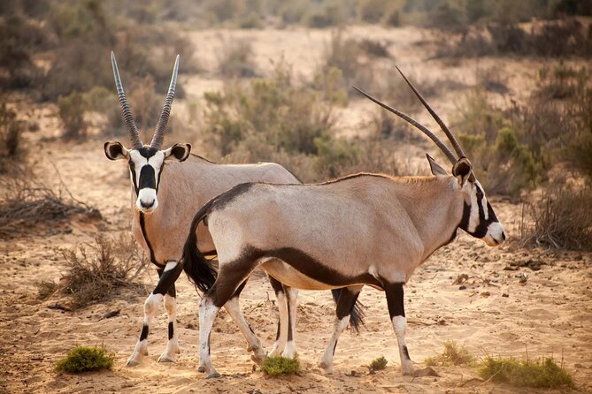 Aquila Reserve Safari with Lunch and Wine Tasting - Should you book this Aquila Reserve Safari with lunch and wine tasting?