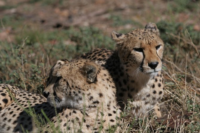 Aquila Safari Game Drive, Lunch & Shared Transfers from Cape Town - From Your Cape Town Hotel to Aquila Park, the drive is part of the day