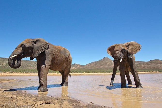 Aquila Safari Game Drive, Lunch & Shared Transfers from Cape Town - The Fairview Winery wine-and-cheese stop on the return leg