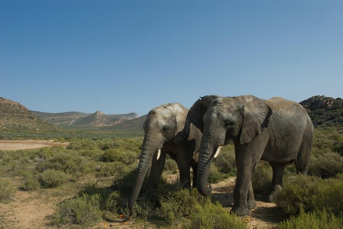 Aquila Safari Game Drive, Lunch & Shared Transfers from Cape Town - Price and value: is $258.89 per person a smart buy?